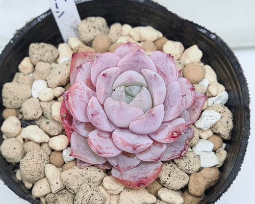 5d51b39e6eaef602533f52033649dc