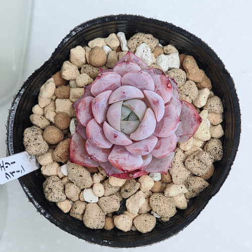 エリークイーン【エケベリア 多肉植物】 多肉植物 エケベリアSKETCH