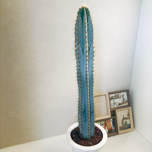 現品］【希少】2番 柱サボテン アズレウス 6号 観葉植物 レア