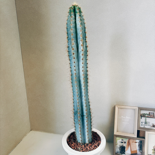 現品］【希少】柱サボテン アズレウス 6号 観葉植物 ブルーサボテン