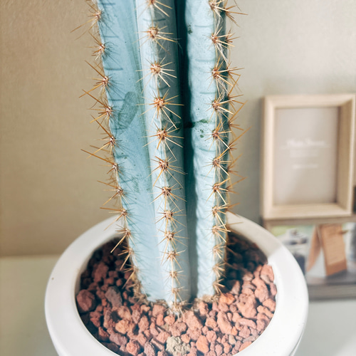 現品］【希少】2番 柱サボテン アズレウス 6号 観葉植物 レア