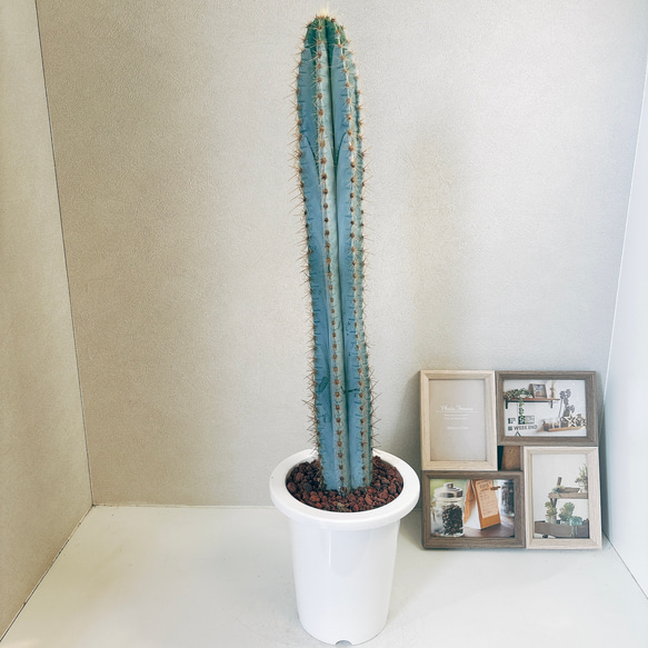 現品］【希少】柱サボテン アズレウス 6号 観葉植物 ブルー