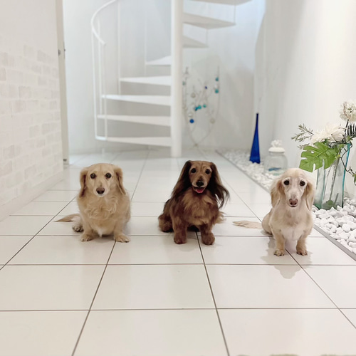 羊毛フェルトオーダー 愛犬 ダックス ♡ 実物大 世界でたった一つ