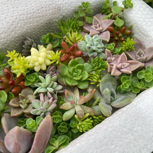 ➂寄せ植えセット カット苗 詰め合わせ 多肉植物（d.☆大量☆多肉植物 