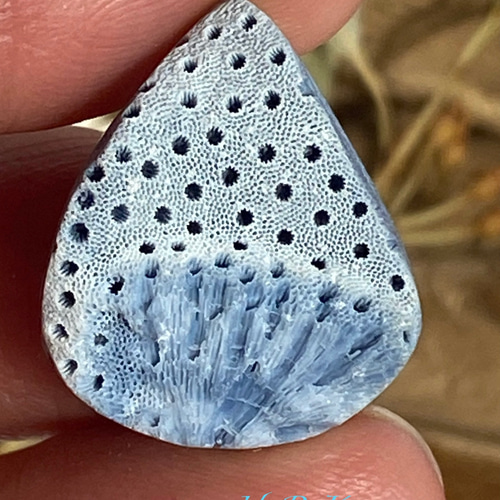 予約済み♢レア ナチュラル ブルー珊瑚/ブルーコーラル ルース 01