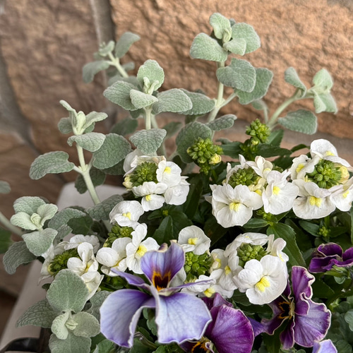 お花*寄せ植えリース ギャザリング パンジーロココ／ヌーヴェル