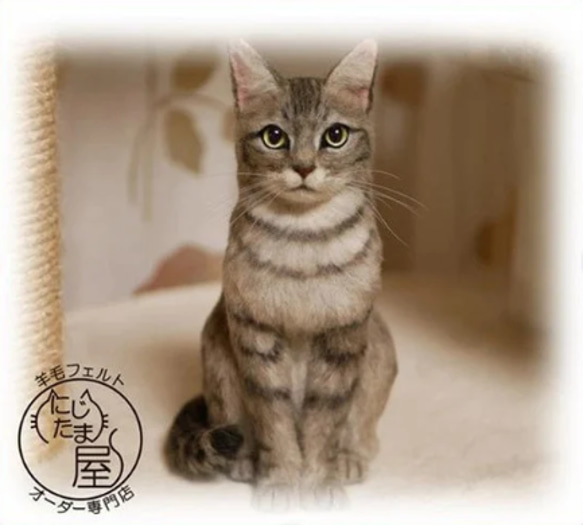 真羊毛氈“我的寶貝”訂單貓狗相似寵物蘇格蘭威士忌挪威阿比西尼亞貓 第14張的照片
