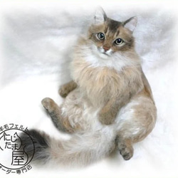 真羊毛氈“我的寶貝”訂單貓狗相似寵物蘇格蘭威士忌挪威阿比西尼亞貓 第6張的照片