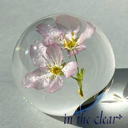 植物標本　桜　啓翁桜　ピンク　レジン　５センチ球体 1枚目の画像