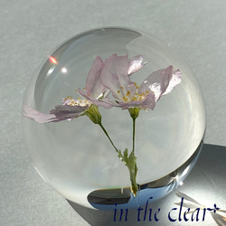 植物標本　桜　啓翁桜　ピンク　レジン　５センチ球体 7枚目の画像