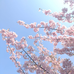 山桜のバナナクリップ ■ 淡いピンク色 ■ 満開の山桜 9枚目の画像