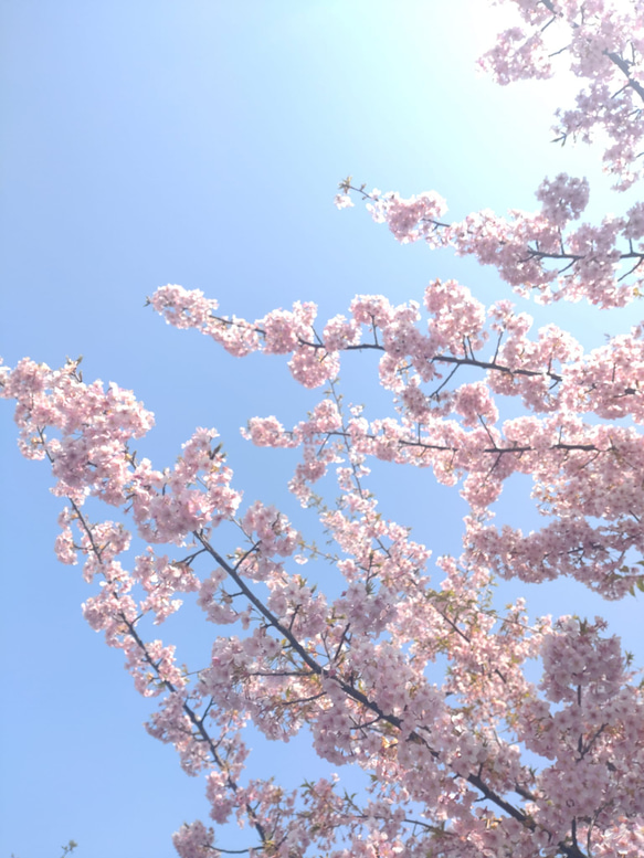 山桜のバナナクリップ ■ 淡いピンク色 ■ 満開の山桜 9枚目の画像