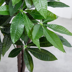 【高さ90cm】光触媒人工観葉植物 パキラ 3枚目の画像