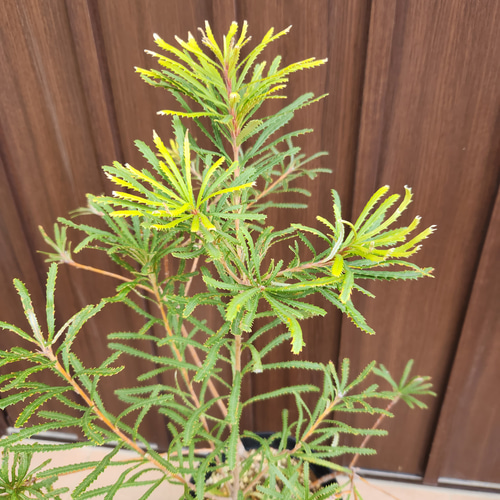 ヘアピンバンクシア スピヌロサ 鉢植え33 ワイルドフラワー 苗 盆栽