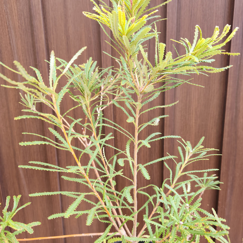 ヘアピンバンクシア スピヌロサ 鉢植え33 ワイルドフラワー 苗