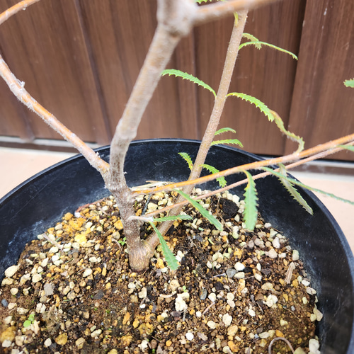 ヘアピンバンクシア スピヌロサ 鉢植え33 ワイルドフラワー 苗 盆栽