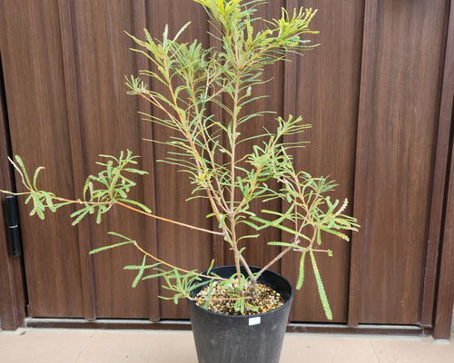 ボリューム株　ヘアピンバンクシア　スピヌロサ　鉢植え17　苗　オージープランツ ボリューム株 ヘアピンバンクシア スピヌロサ 鉢植え17 苗