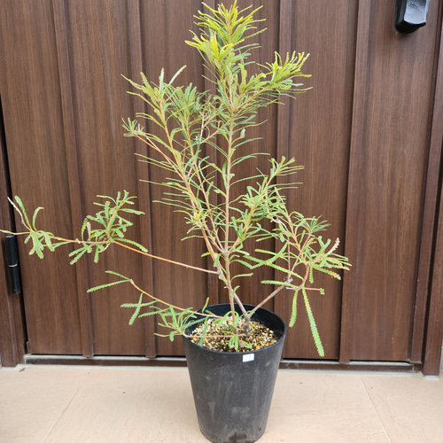 バンクシア グランディス モダン鉢植え ワイルドフラワー 苗