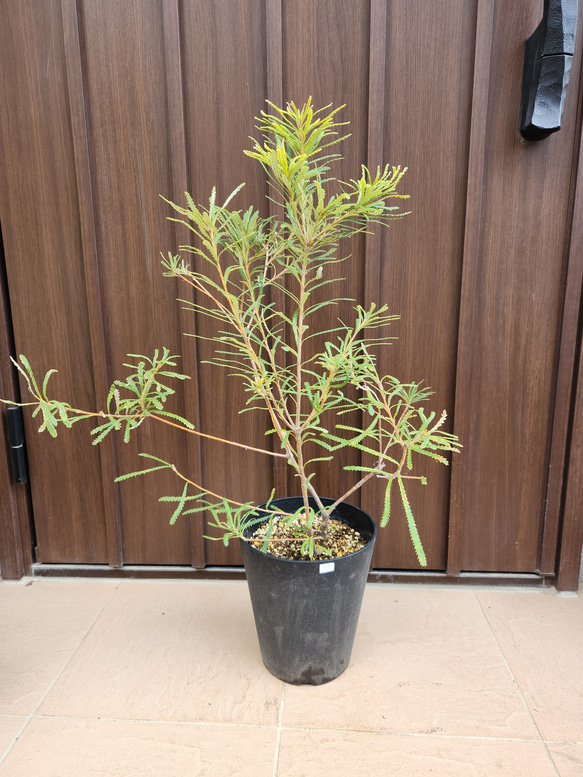 ヘアピンバンクシア スピヌロサ 鉢植え33 ワイルドフラワー 苗 盆栽