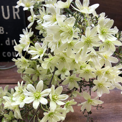 ロサーノシャルロッテ♡可愛いピンク ♡マム♡ アートフラワー パリ