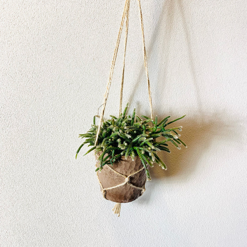 現品］リプサリス ピロカルパ 観葉植物 室内 蔓性 かわいい 吊り