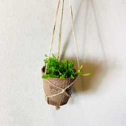 飾って楽しむ『リプサリス・シーウィード』ハンギングアロマ鉢　3号　観葉植物　インテリア　壁掛け 3枚目の画像
