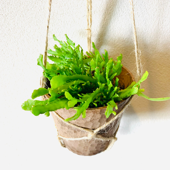 飾って楽しむ『リプサリス・シーウィード』ハンギングアロマ鉢　3号　観葉植物　インテリア　壁掛け 1枚目の画像