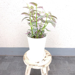 超激レアもの‼️パキラムーンライト❗️斑入り‼️高さ82◎！幹太樹形綺麗！接木！ 現品】超激レア パキラムーンライト 高さ94 幹太 樹形綺麗
