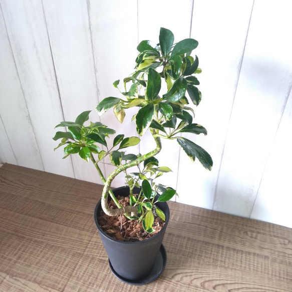 現品 シェフレラ 気根 4番 曲がり 観葉植物 人気 インテリア