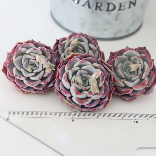 韓国苗】キスミー 単頭 多肉植物 MOCHIKO 通販 17306342｜Creema(クリーマ)