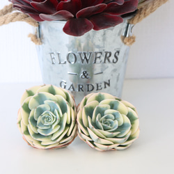 チャンフィ苗@1980】キスミー(5頭) 2026年最新】キスミー多肉植物の