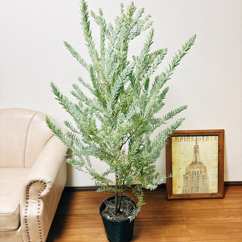 現品］美株！ アカシア ブルーブッシュ コベニー 8号 観葉植物
