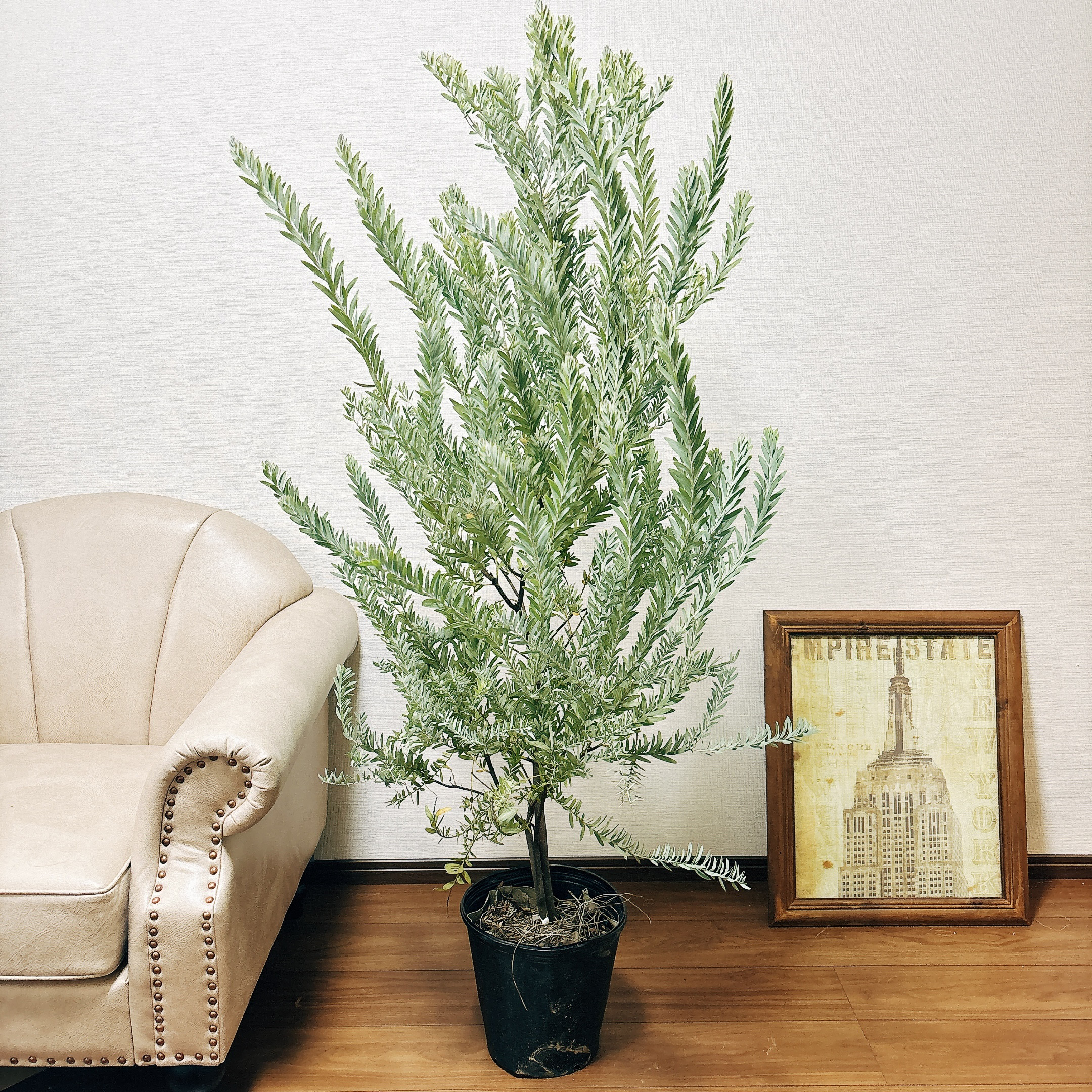 現品］美株！ アカシア ブルーブッシュ コベニー 8号 観葉植物