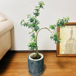 ［現品］【一点もの】　シェフレラ　コンパクタ　曲がり　観葉植物　室内　陶器鉢受け皿付き　おしゃれ　珍しい 2枚目の画像