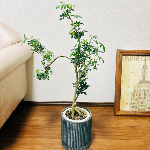 ［現品］【一点もの】　シェフレラ　コンパクタ　曲がり　観葉植物　室内　陶器鉢受け皿付き　おしゃれ　珍しい 10枚目の画像