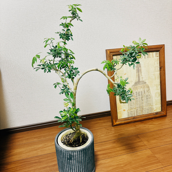 ［現品］【一点もの】　シェフレラ　コンパクタ　曲がり　観葉植物　室内　陶器鉢受け皿付き　おしゃれ　珍しい 3枚目の画像