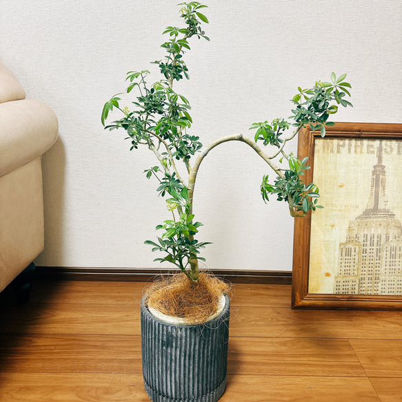 ［現品］【一点もの】　シェフレラ　コンパクタ　曲がり　観葉植物　室内　陶器鉢受け皿付き　おしゃれ　珍しい 1枚目の画像