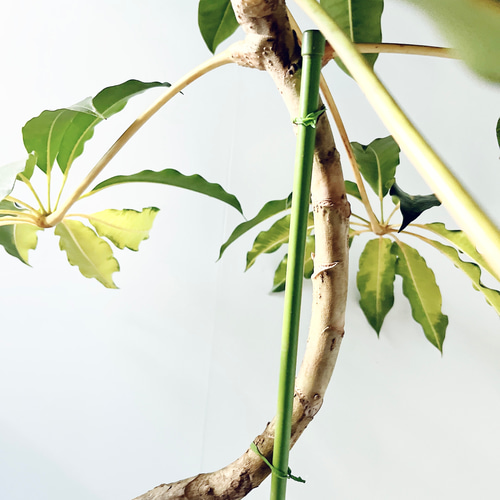 256 斑入り ツピタンサス バリエガータ 曲がり ゴールデンキング