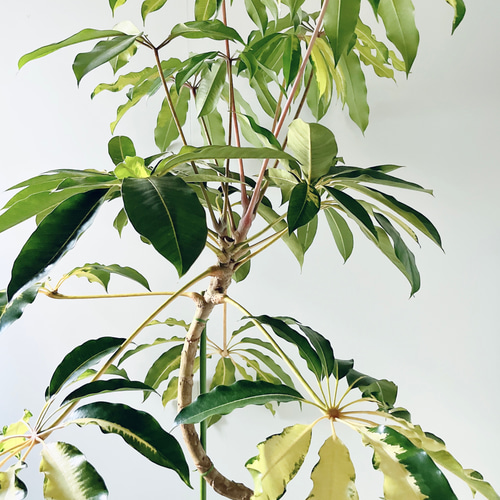 256 斑入り ツピタンサス バリエガータ 曲がり ゴールデンキング