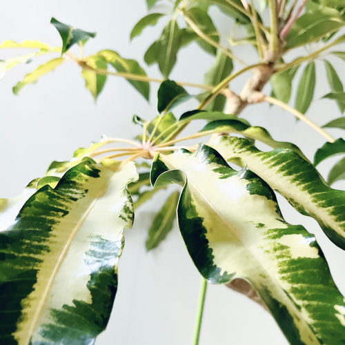 256 斑入り ツピタンサス バリエガータ 曲がり ゴールデンキング