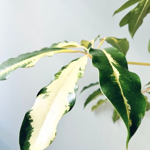 256 斑入り ツピタンサス バリエガータ 曲がり ゴールデンキング