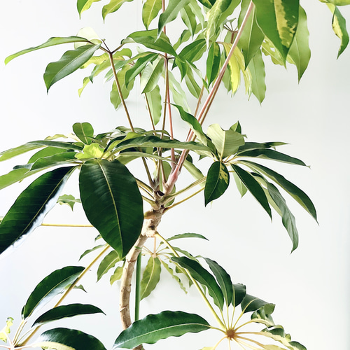 Premium Plants】斑入り ツピタンサス ゴールデンキング 曲がり 希少