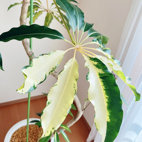 256 斑入り ツピタンサス バリエガータ 曲がり ゴールデンキング