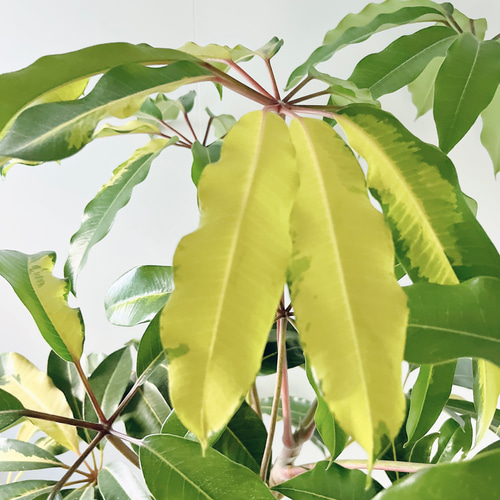 256 斑入り ツピタンサス バリエガータ 曲がり ゴールデンキング