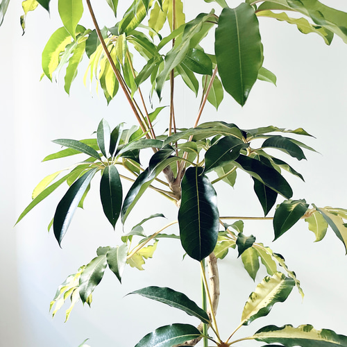 斑入りツピタンサス ゴールデンキング XLサイズ 曲がり 幹太 calmcafe 斑入りツピタンサス ゴールデンキング XLサイズ 曲がり 幹太 calmcafe