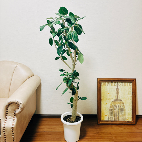 フィカス ベンガレンシス 曲がり 4【現品】観葉植物 大型 室内
