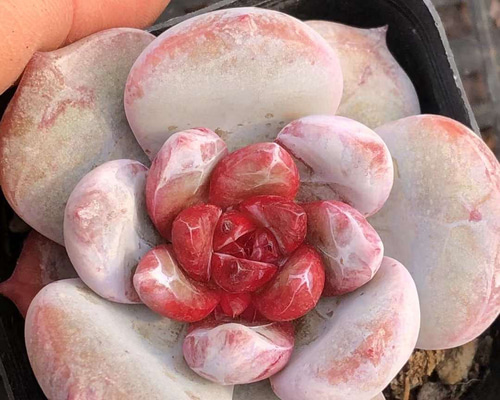 高級苗　日本初登場　多肉植物　エケベリア　無尽灯　むじん‐とう　抜き苗　1株 新入荷 高級苗 日本初登場 多肉植物 エケベリア 無尽灯 むじん‐とう