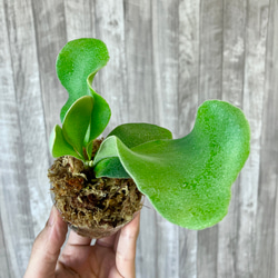 フーンシキ　幼苗　直径8.2cm　ビカクシダ　観葉植物 4枚目の画像