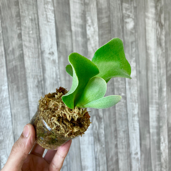 フーンシキ　幼苗　直径8.2cm　ビカクシダ　観葉植物 6枚目の画像