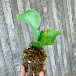 フーンシキ　幼苗　直径8.2cm　ビカクシダ　観葉植物 3枚目の画像